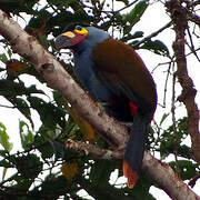 Plate-billed Mountain Toucan