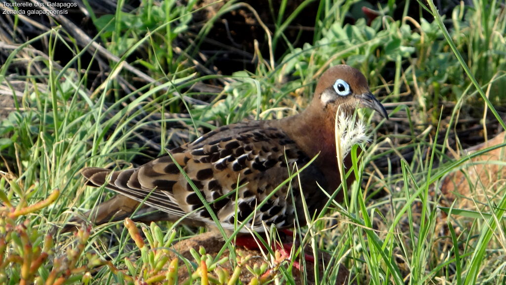 Tourterelle des Galapagos