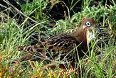 Tourterelle des Galapagos