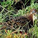 Tourterelle des Galapagos