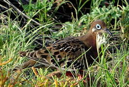 Galapagos Dove