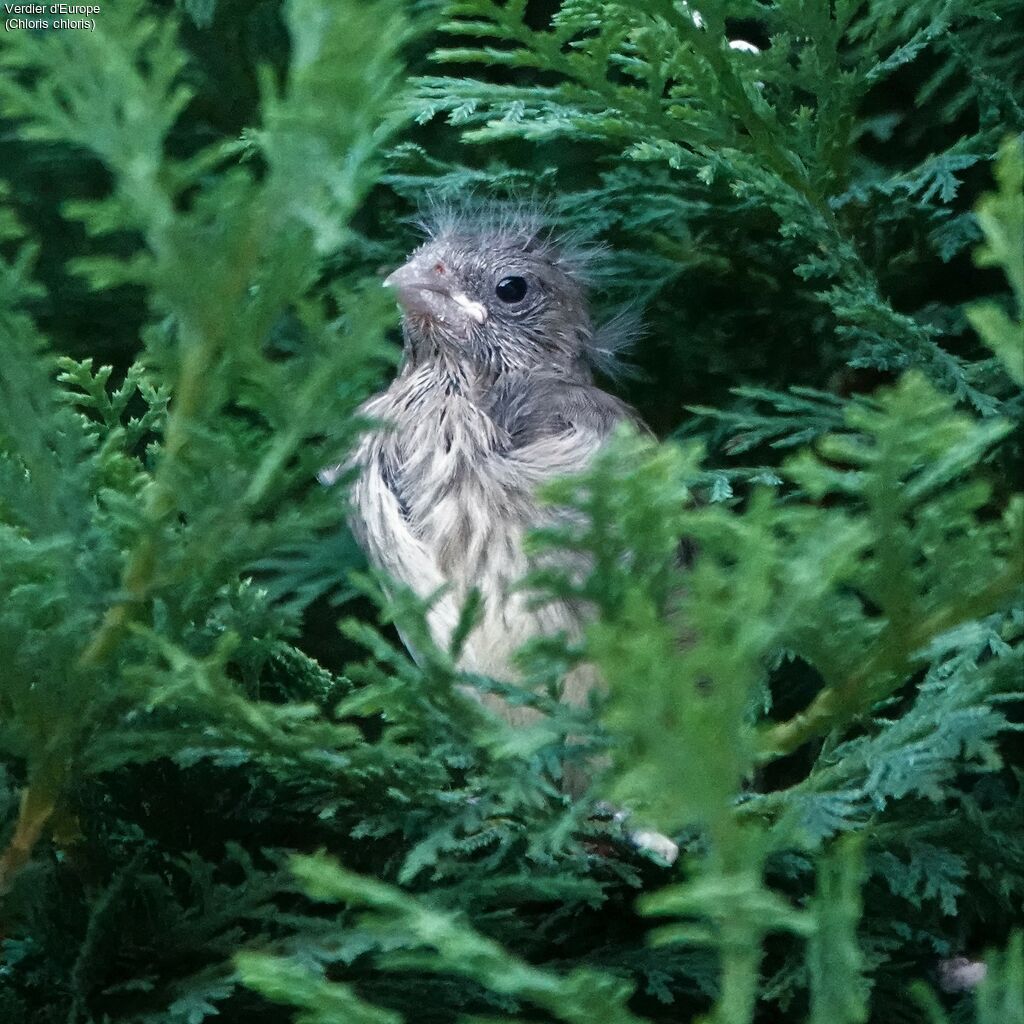 European GreenfinchPoussin, identification