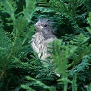 European Greenfinch