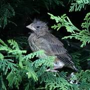 European Greenfinch