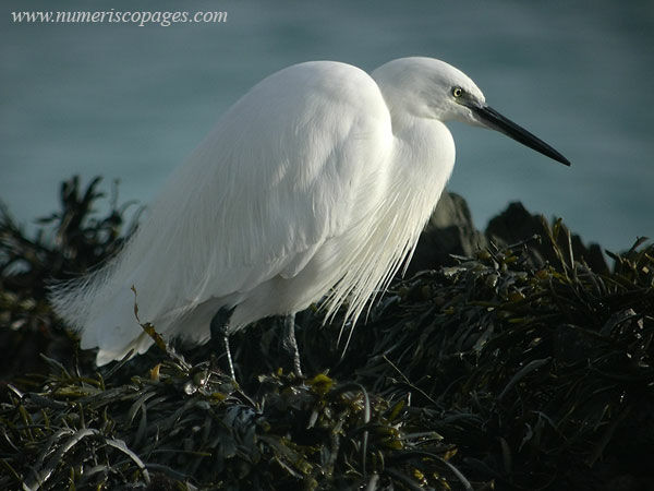 Aigrette garzette