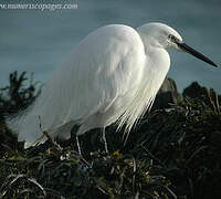 Aigrette garzette