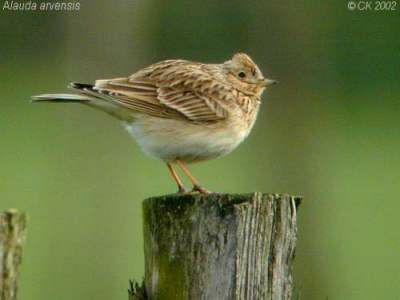 Eurasian Skylark