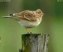 Eurasian Skylark