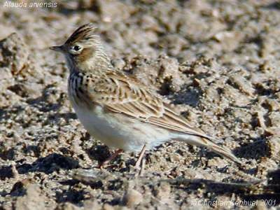 Eurasian Skylark