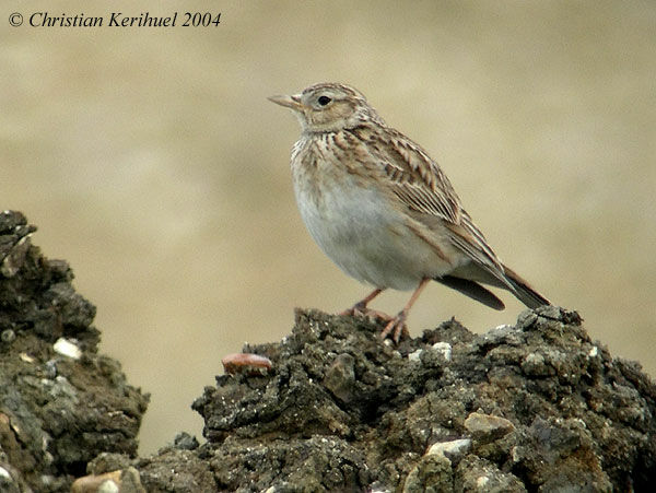 Eurasian Skylark