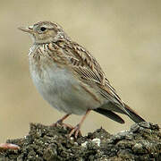 Eurasian Skylark