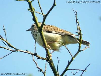 Woodlark