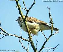 Woodlark