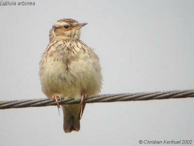 Woodlark