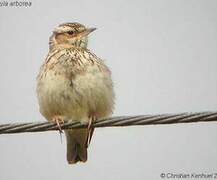 Woodlark