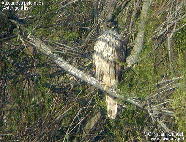 Northern Goshawk