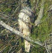 Eurasian Goshawk