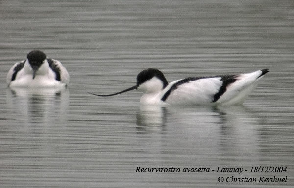 Avocette élégante