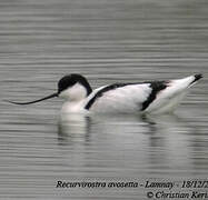 Avocette élégante