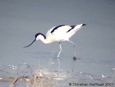 Avocette élégante