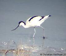 Avocette élégante