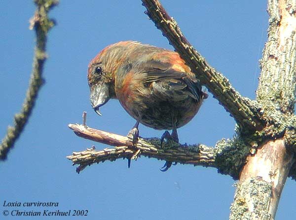 Red Crossbill