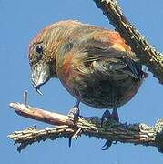 Red Crossbill