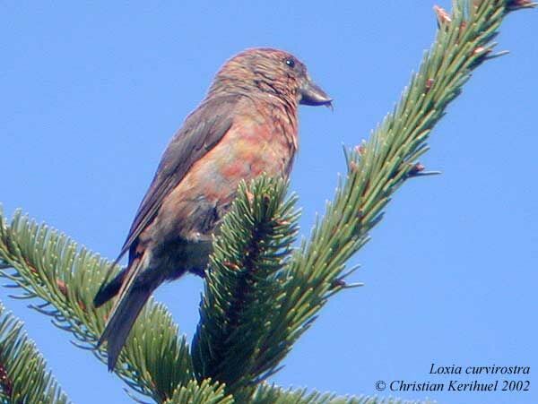 Red Crossbill