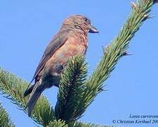 Bec-croisé des sapins