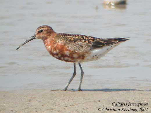 Curlew Sandpiper