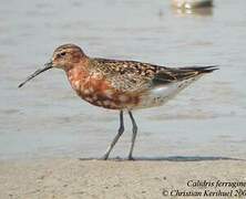 Curlew Sandpiper