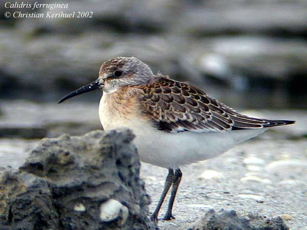 Curlew Sandpiper