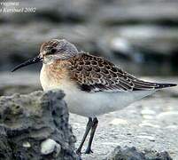 Curlew Sandpiper