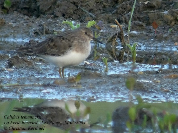 Temminck's Stint