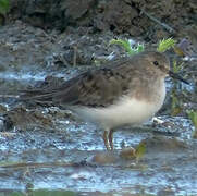 Temminck's Stint