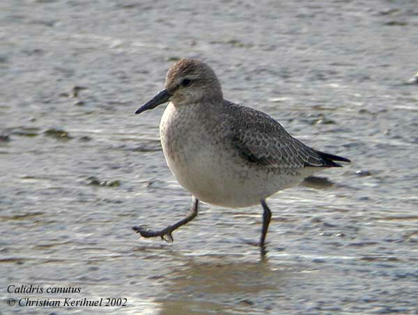 Red Knot