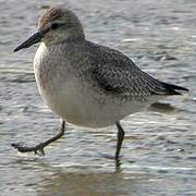 Red Knot