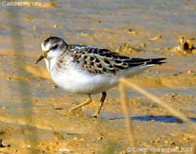 Little Stint