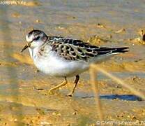 Little Stint