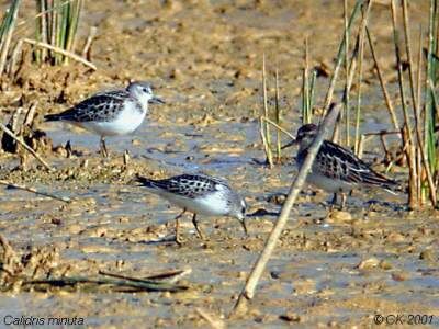 Little Stint