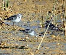 Little Stint