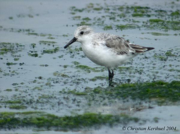 Sanderling