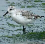 Bécasseau sanderling