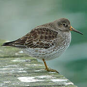 Purple Sandpiper