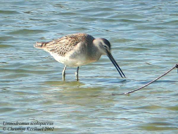 Long-billed Dowitcher