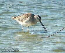 Long-billed Dowitcher