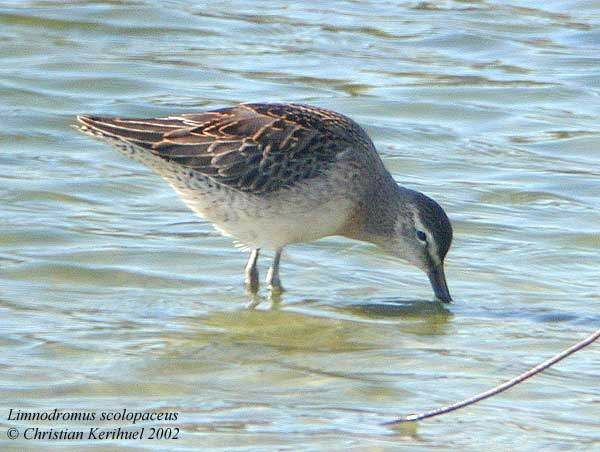 Long-billed Dowitcher