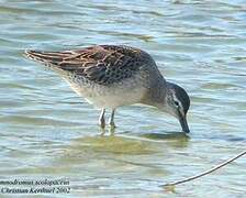 Long-billed Dowitcher