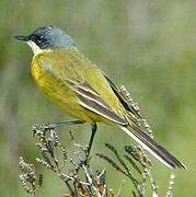 Western Yellow Wagtail (cinereocapilla)