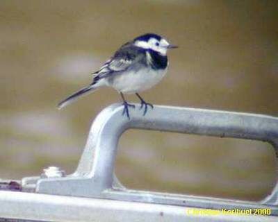 White Wagtail (yarrellii)